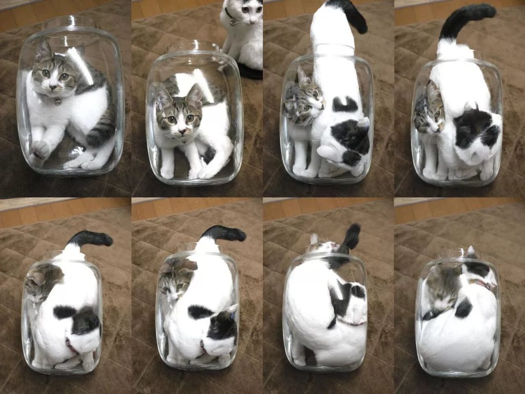 Коты в банке